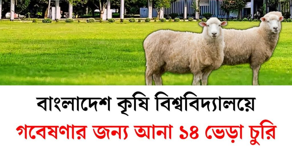 বাংলাদেশ কৃষি বিশ্ববিদ্যালয়ে গবেষণার খামার থেকে ১৪ ভেড়া চুরি